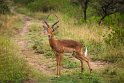 048 Tala Game Reserve, Zuid-Afrika